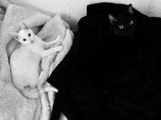 Испытание для самых внимательных: разглядите кота на фотках (21 фото) Испытание для самых внимательных: разглядите кота на фотках (21 фото)