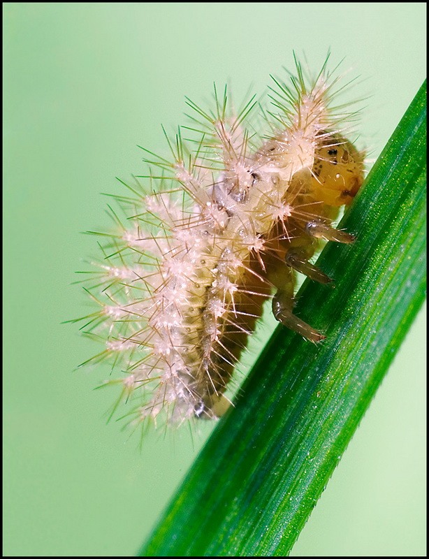 insects06 insects06 Портреты насекомых