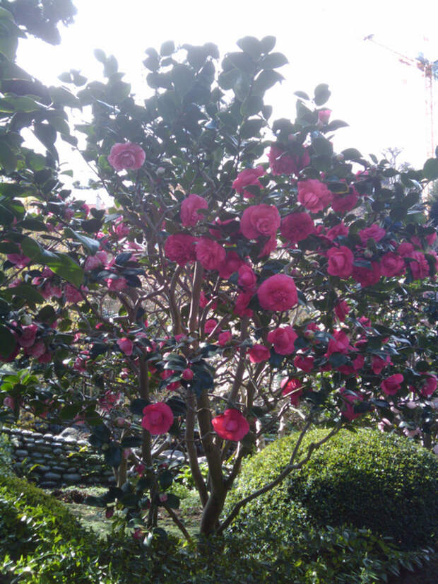 4484111719_023bee8d89_b[1] (525x700, 287Kb)