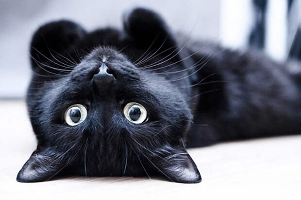 Картинки по запросу фото черного кота