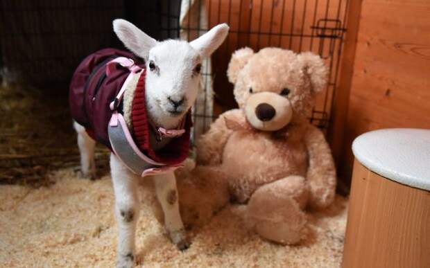 7_caters_lamb_thinks_dog_08