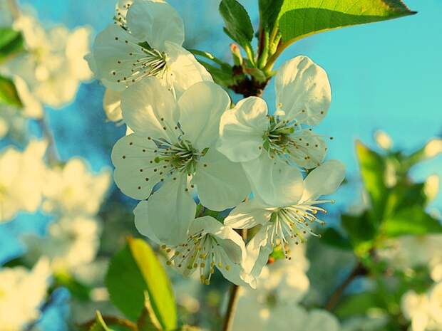 3303834_spring_time_19 (700x525, 272Kb)