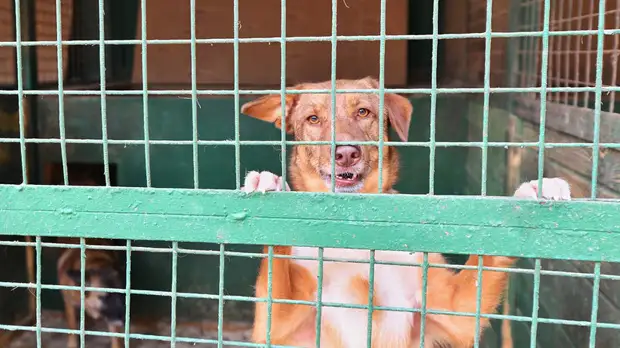 В Москве создадут цифровую базу животных из приютов