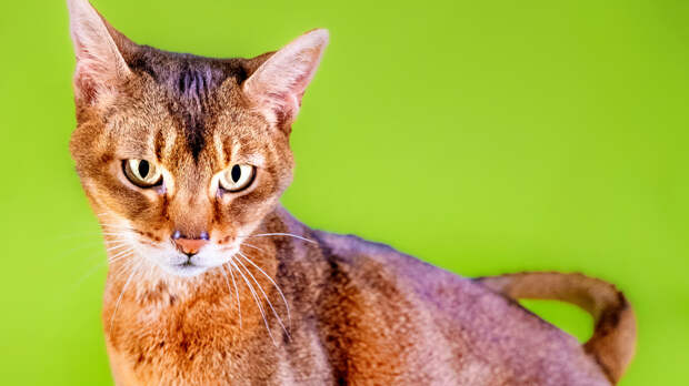 Фелинолог — о «самом красивом коте» из России: это собака в кошачьем обличье