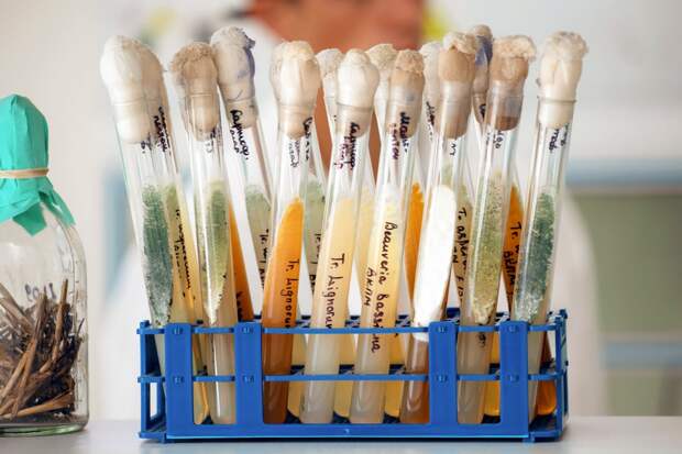 Крымское предприятие разработало уникальные биопрепараты для повышения урожая