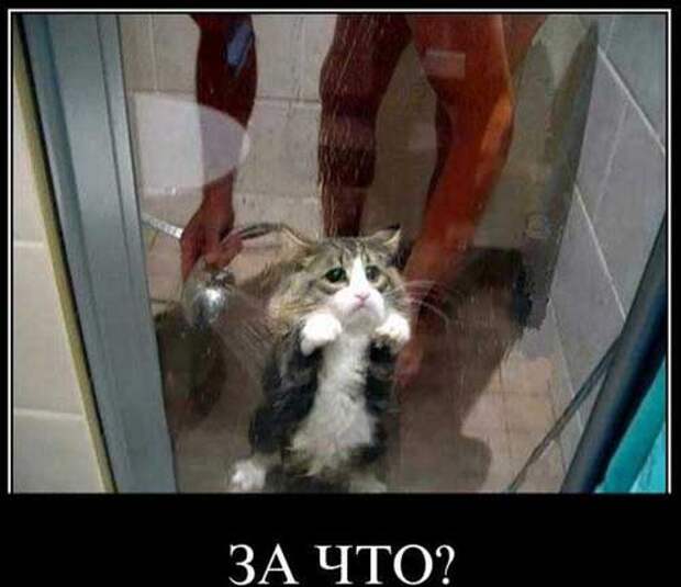 Прикольные и жизненные демотиваторы