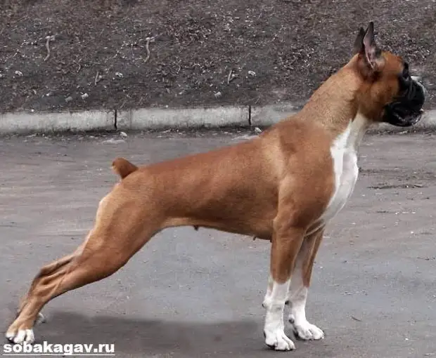 Немецкий боксер собака. Описание, особенности, уход и цена немецкого боксера