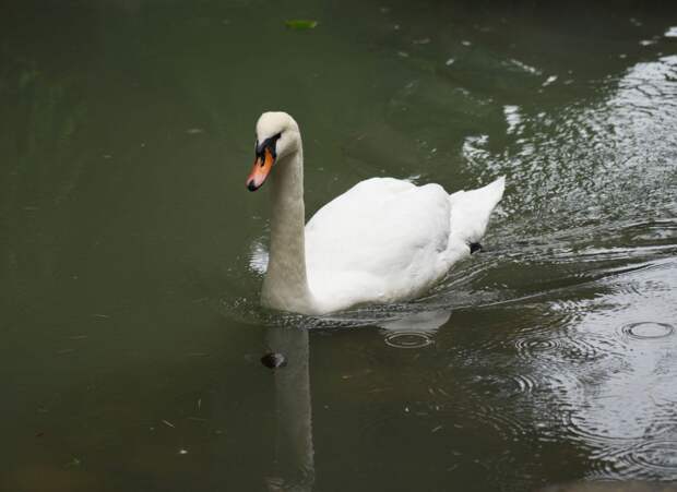 Судьба одинокого лебедя обеспокоила жителей Нижнего Тагила