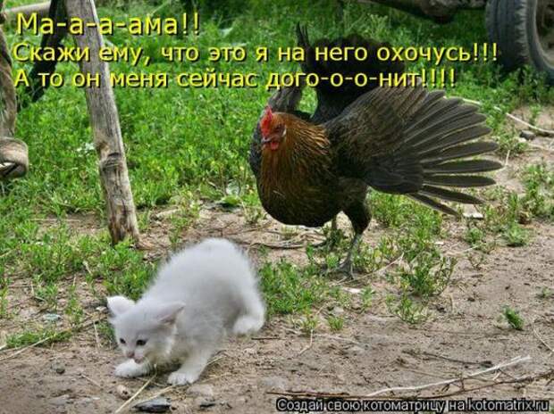 Котоматрицы(картинки с надписями)