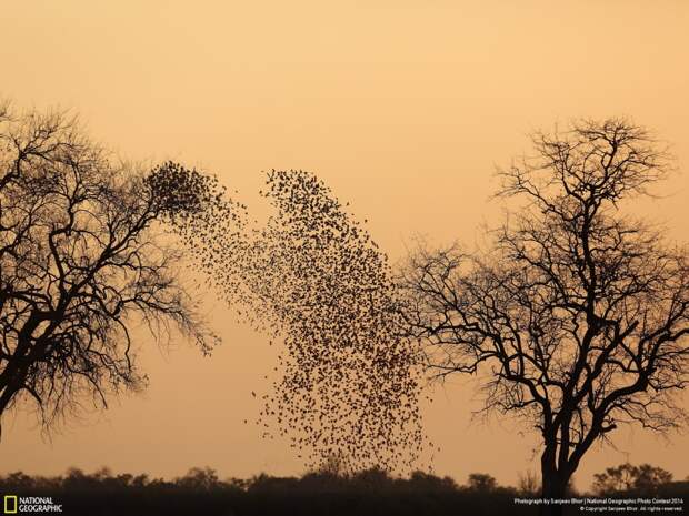 Лучшие фотографии National Geographic 2014 лучшие, природа, фото