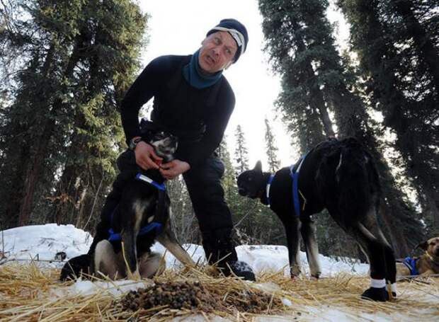 Гонка на собачьих упряжках Iditarod 2013