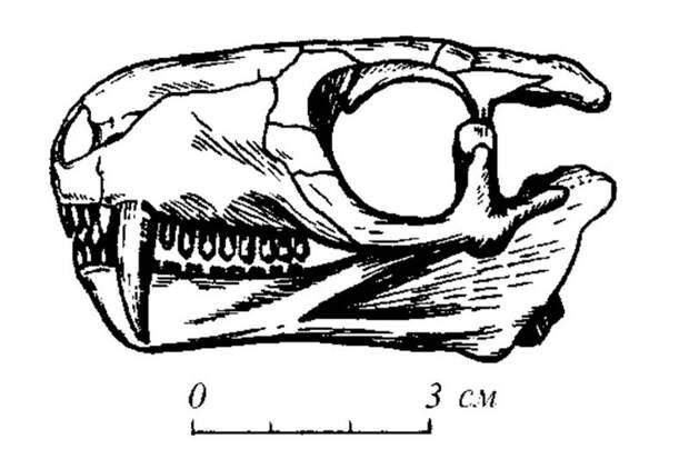 Нотогомфодон (лат. Nothogomphodon)