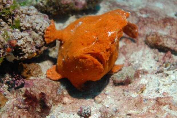 Психоделическая рыба-лягушка (лат. Histiphryne psychedelica) (англ. frogfish)