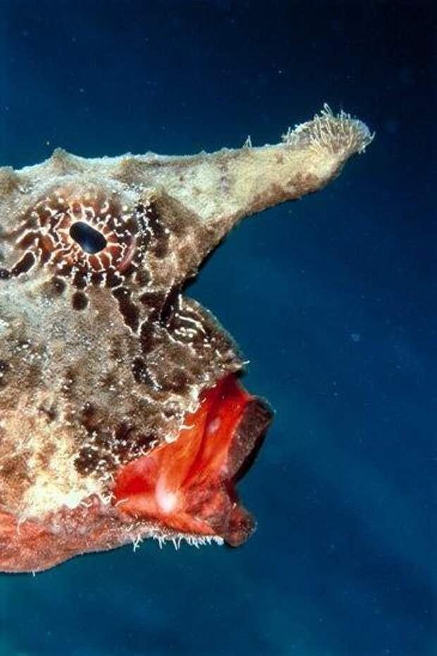 Сказочные обитатели морских глубин