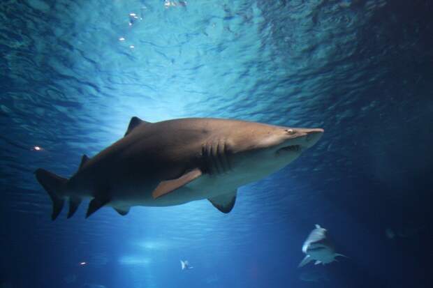 На острове Тобаго акула покусала туриста из Британии