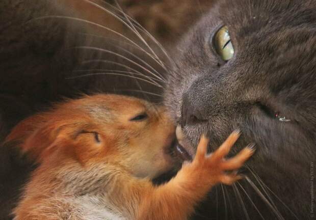 Крымская кошка Пуша приняла на воспитание четырех бельчат белки, животные, история, кошка, милота, фотографии