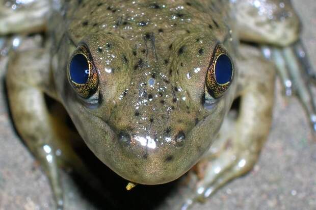 Третий глаз, но менее развитой, имеют еще бесхвостые земноводные (лягушки), миноги и некоторые ящерицы и рыбы tuatara, животные, фауна, ящерица