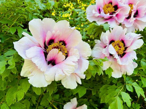 В Петербурге Парк 300-летия потратит на рассаду цветов 1,5 млн