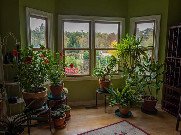 house plants