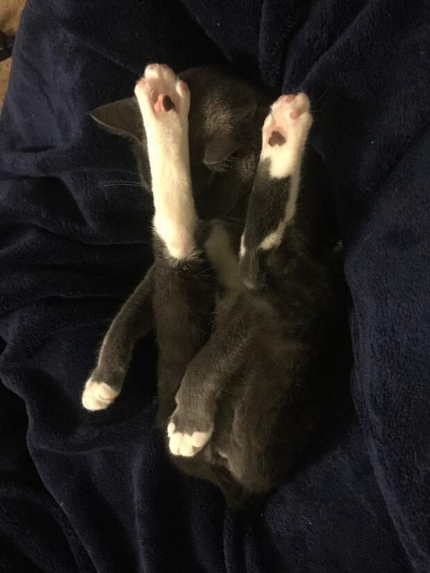 забавные коты кот спит