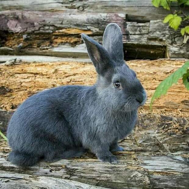 Топ-10 самых крупных пород кроликов