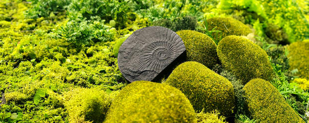 Что за древнее животное обнаружили нефтяники на глубине более четырех километров