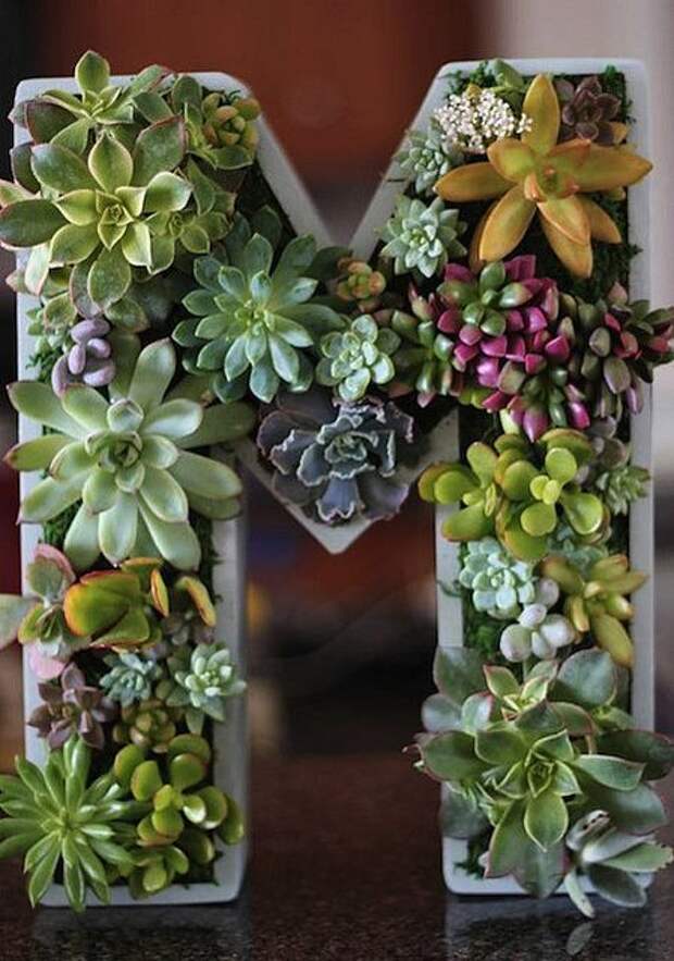 25 оригинальных композиций из комнатных суккулентов