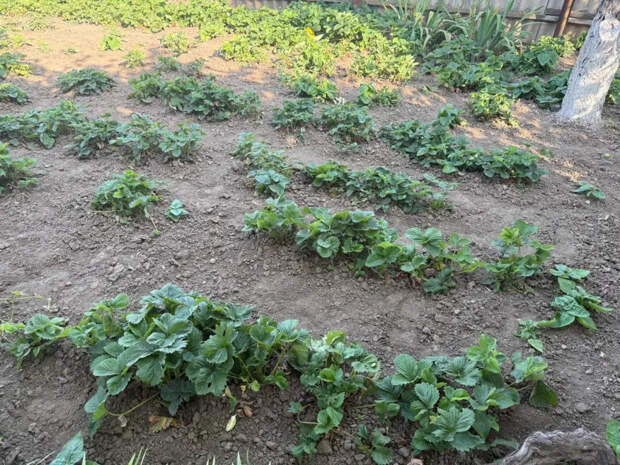 Сделайте это с клубникой в апреле: первая подкормка, которая обеспечит взрывной урожай летом