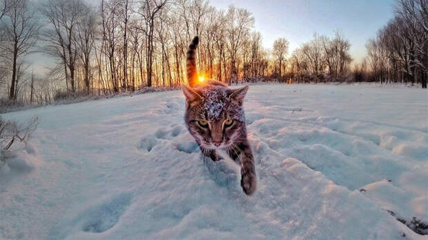 Верь мне, кот