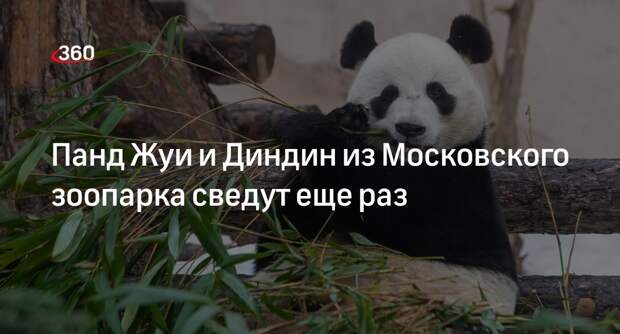 Московский зоопарк: Панд Жуи и Диндин сведут в 2026 году для продолжения рода