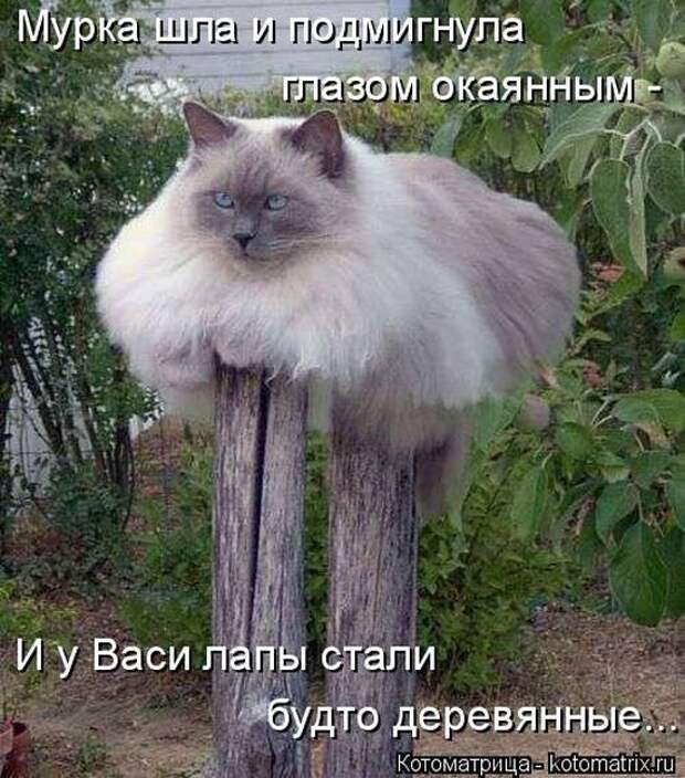 Забавные животные (50 фото)