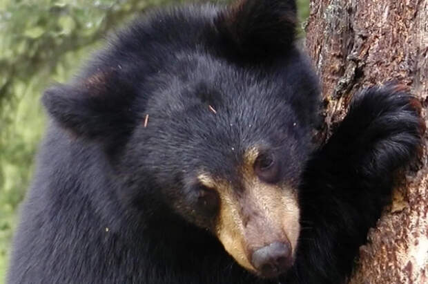 Эксперт Шеляков заявил об опасности попытки делать фото дикого медведя