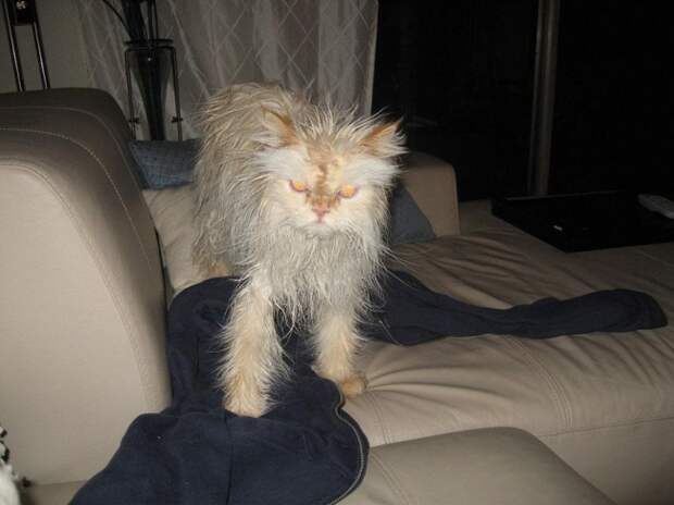 Кошки