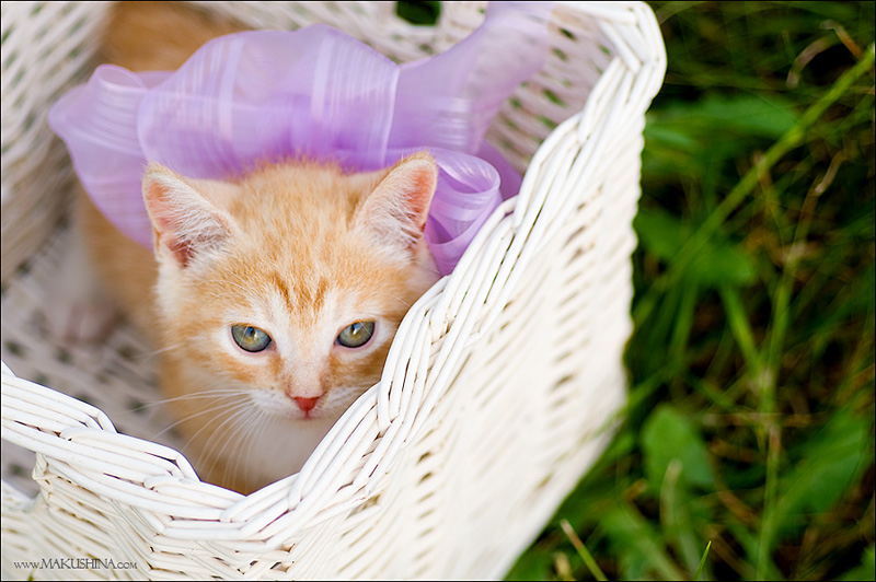 Котята и коты (27 фото)