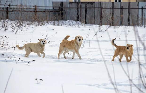 Суд обязал администрацию Узловского района выплатить компенсацию за нападения бродячих собак на детей