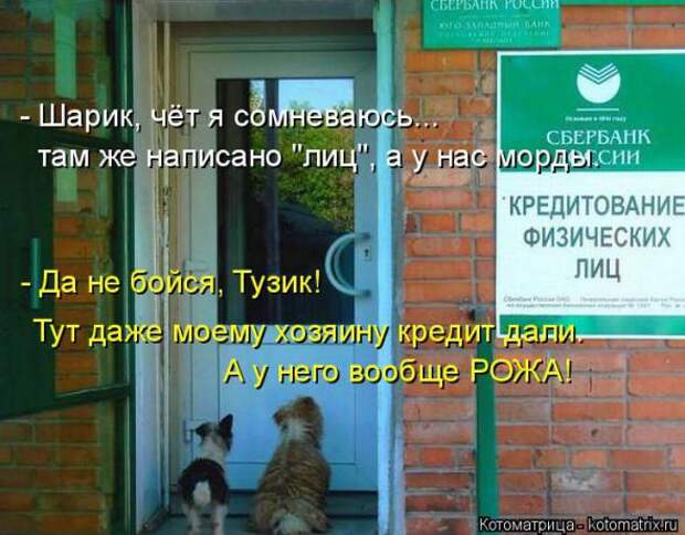 Котоматрицы(картинки с надписями)