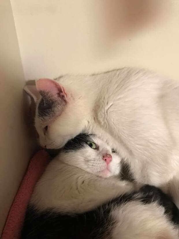 Без кота и жизнь не та