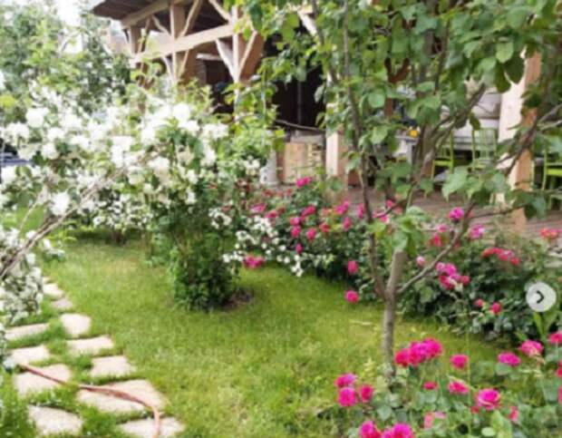 Сад на участке Маргариты и Тиграна. Фото: _m_simonyan_