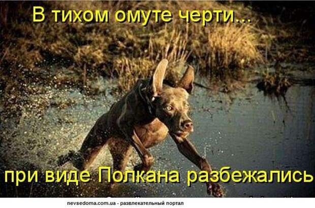 Котоматрицы