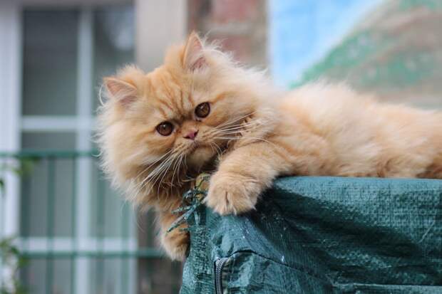 Картинки по запросу фото персидская кошка с котенком