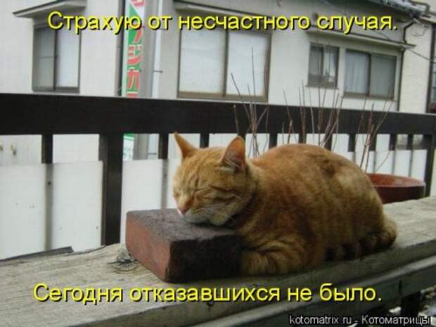 Свежая котоматрица (33 фото)