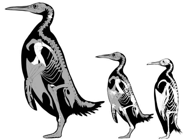 Реконструированные скелеты пингвинов
