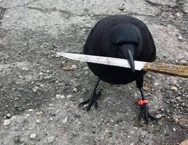 Приколы недели!