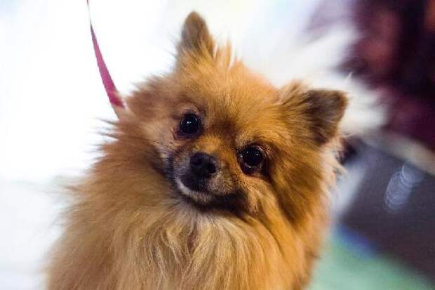 Опубликован график бесплатного чипирования собак в Тамбове в апреле