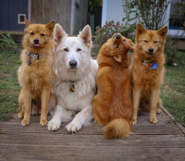 У всех есть такой друг: собака «портит» каждую фотографию с сородичами