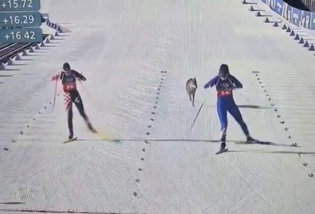 Собака выбежала на лыжную трассу во время квалификации на Олимпиаде