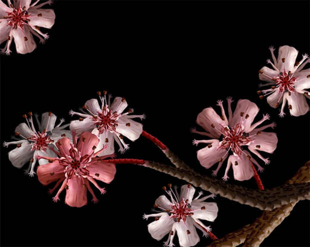 Сесилия Уэббер: Human Flowers