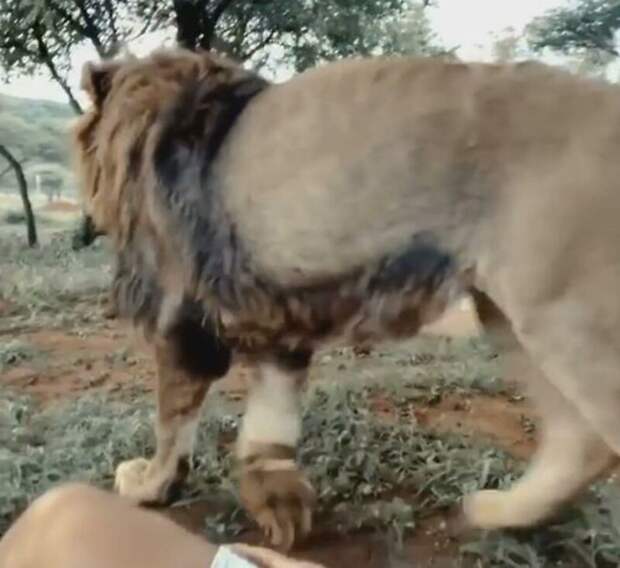 Лев подкрался к своему другу и попытался застать его врасплох