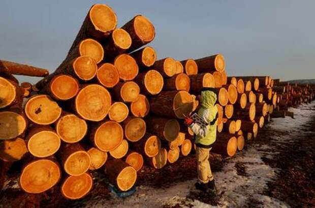 An employee measures the trunk of logs at the Boguchansky wood processing plant in the Taiga forest north of the village of Boguchany in Krasnoyarsk region, Siberia, Russia, March 22, 2016. The plant, which was founded in 2008, exports timber to Europe, Japan and China. The Taiga, also known as the boreal forest, on the coast of the Angara and Yenisei rivers is one of the main areas for the industrial cutting of wood thanks to the high quality of the Angara pine and larch. REUTERS/Ilya Naymushin TPX IMAGES OF THE DAY