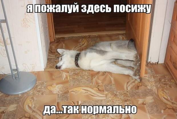 Прикольные картинки Прикольные картинки